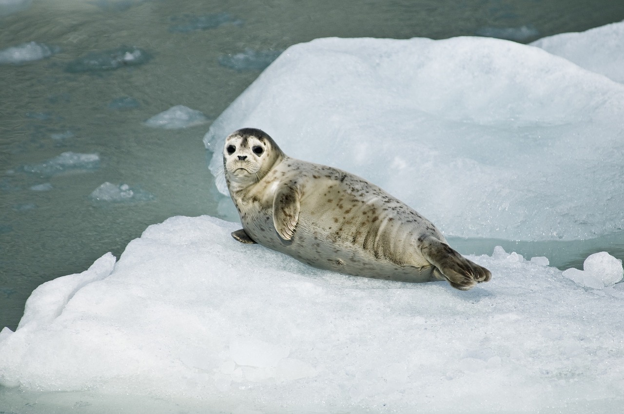 harbor-seal-981732_1280